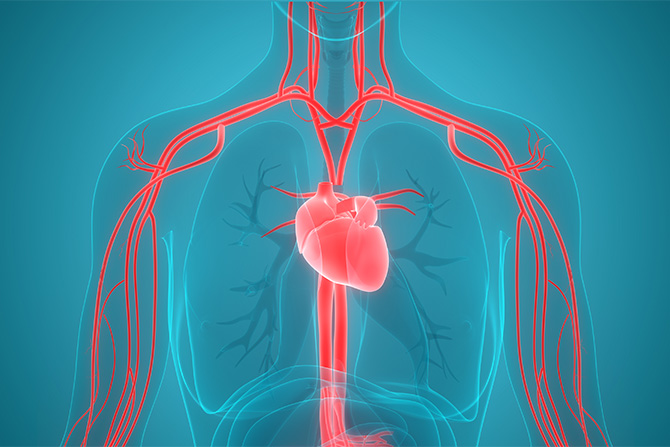cardiovascular-circulatory-system